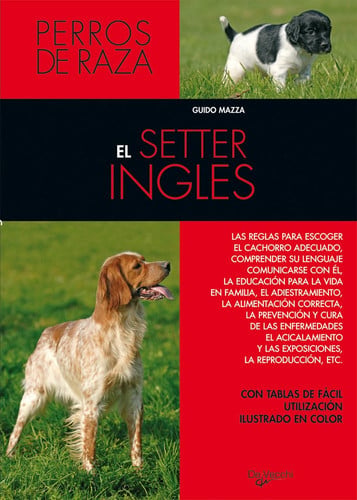 El setter inglés