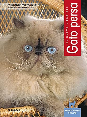 Gato persa